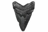 Juvenile Megalodon Tooth - South Carolina #370429-1